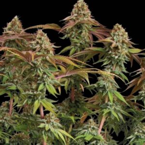 Terp & Tonic Auto Seeds by Seedstockers