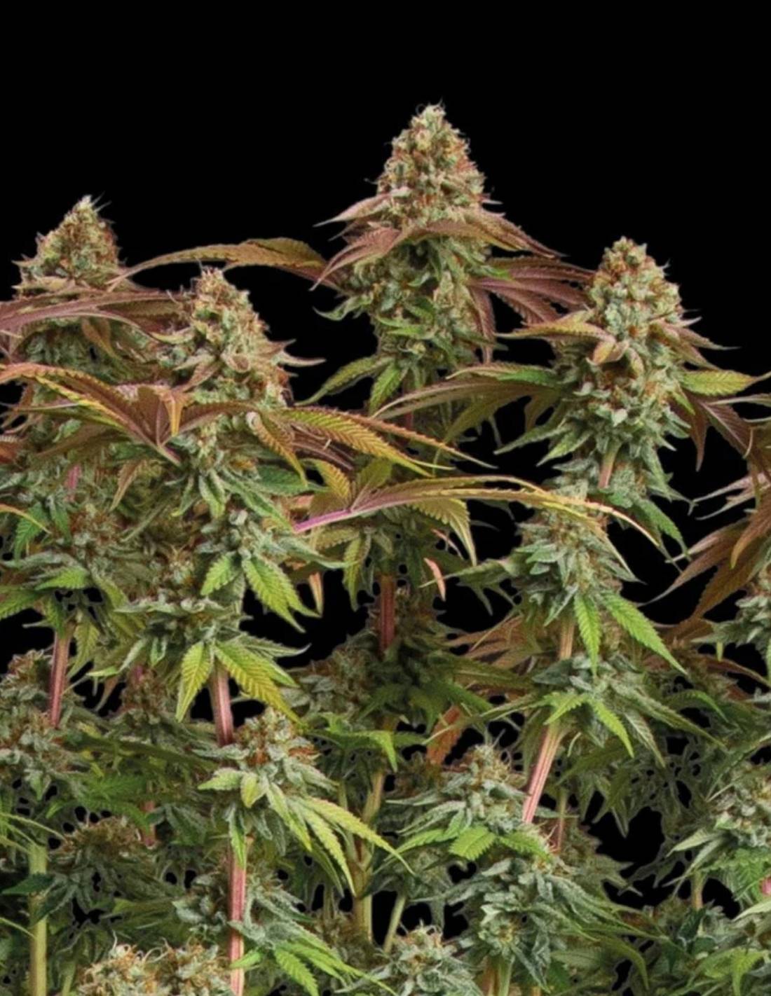Terp & Tonic Auto Seeds by Seedstockers
