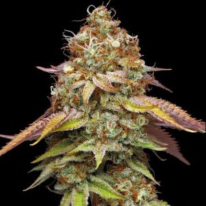 Terp & Tonic Feminized Seeds by Seedstockers