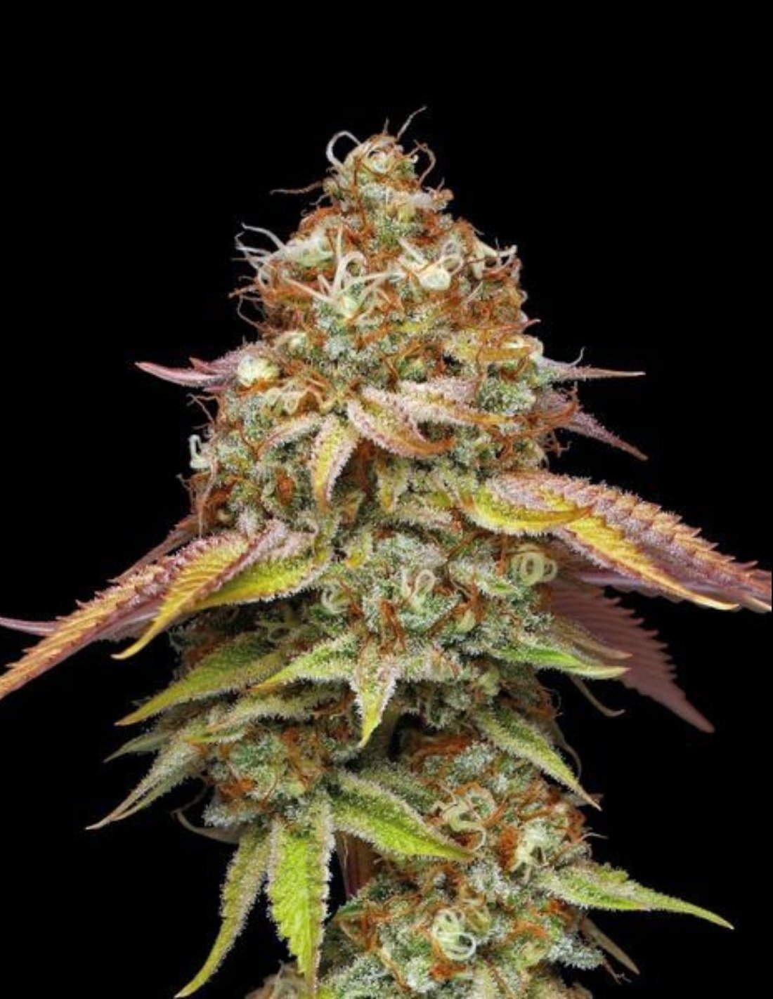 Terp & Tonic Feminized Seeds by Seedstockers