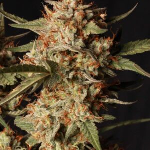 Thunder Banana Auto Seeds by Seedstockers