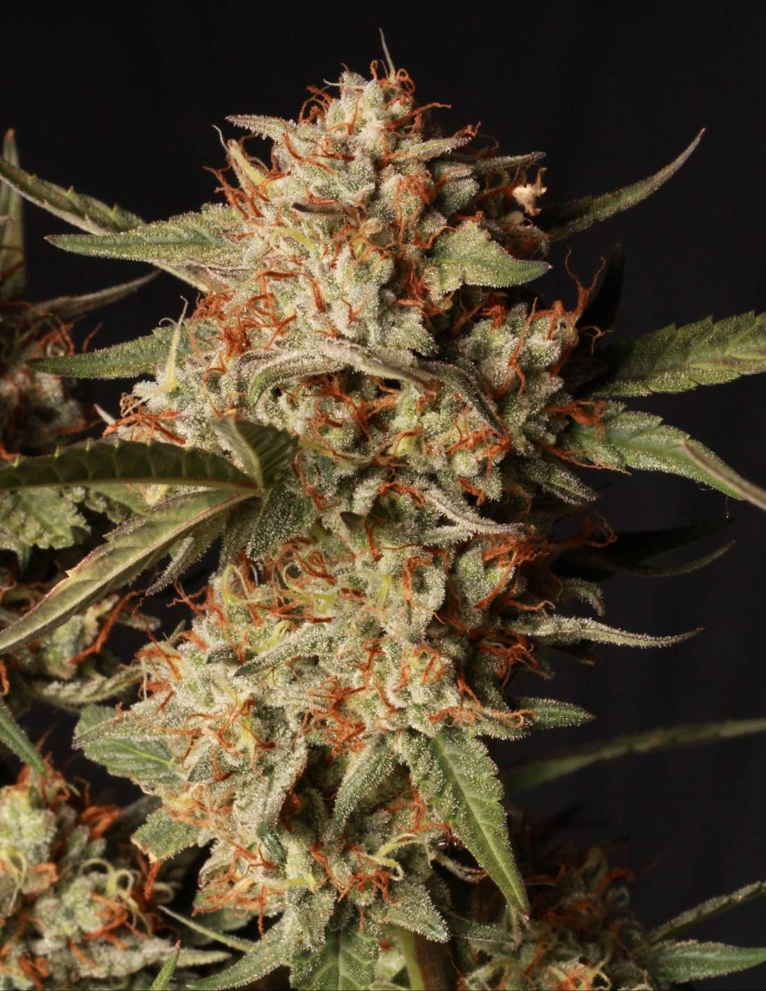Thunder Banana Auto Seeds by Seedstockers