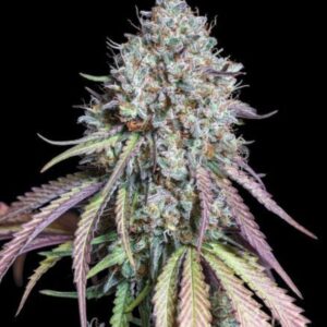 Thunder Banana Feminized Seeds by Seedstockers