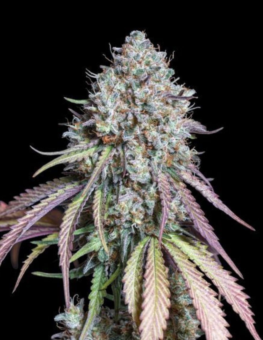 Thunder Banana Feminized Seeds by Seedstockers
