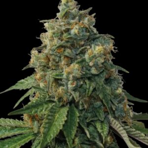 Thunder Dawg Regular Seeds by Seedstockers