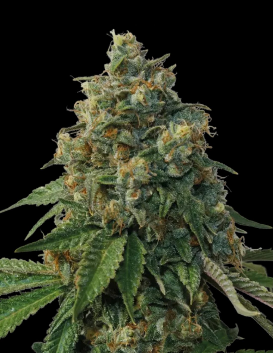Thunder Dawg Regular Seeds by Seedstockers