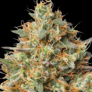 Triton Biscotto Lime Auto Seeds by Seedstockers