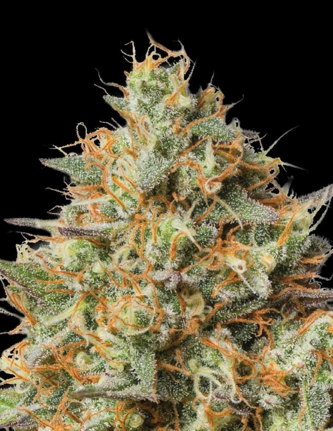 Triton Biscotto Lime Auto Seeds by Seedstockers