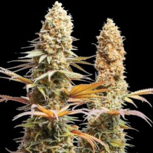 Triton Biscotto Lime Feminized Seeds by Seedstockers