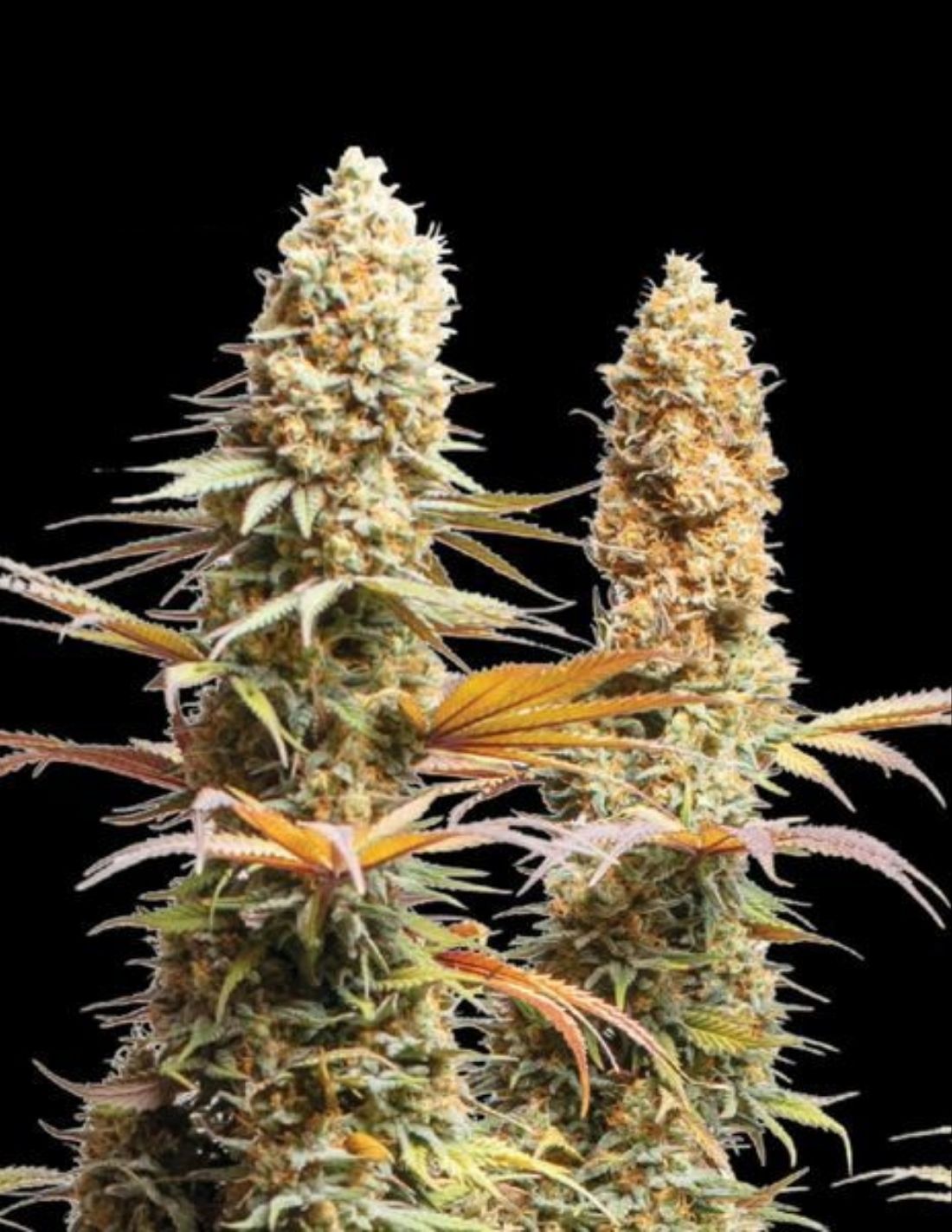 Triton Biscotto Lime Feminized Seeds by Seedstockers