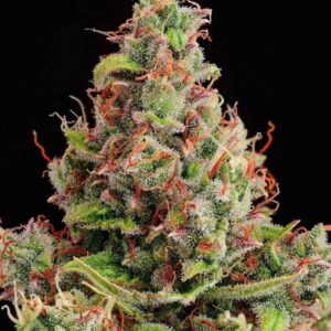 Tropical Zmoothie Auto Seeds by Seedstockers
