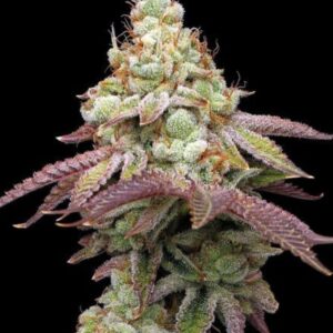 Tropical Zmoothie Feminized Seeds by Seedstockers