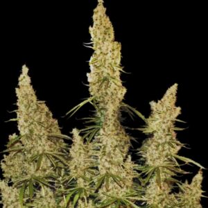 White Widow Auto Seeds by Seedstockers