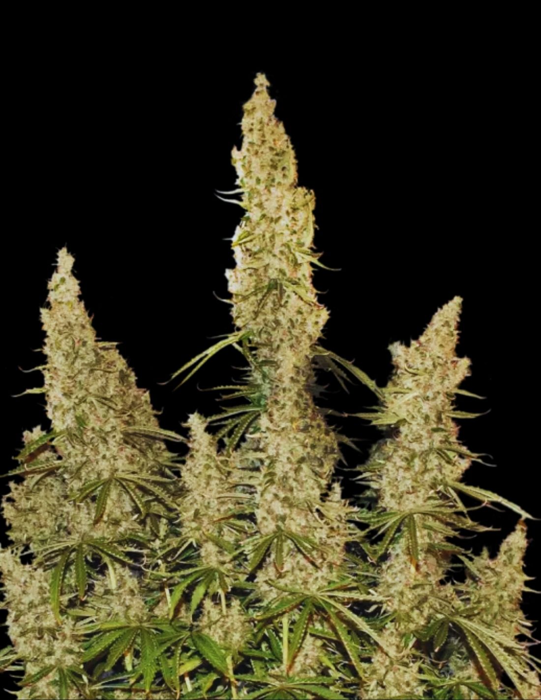 White Widow Auto Seeds by Seedstockers
