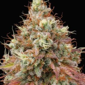 White Widow Feminized Seeds by Seedstockers