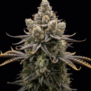 Zerealz Milk Feminized Seeds by Seedstockers