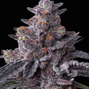 Zillions Feminized Seeds by Barney's Farm