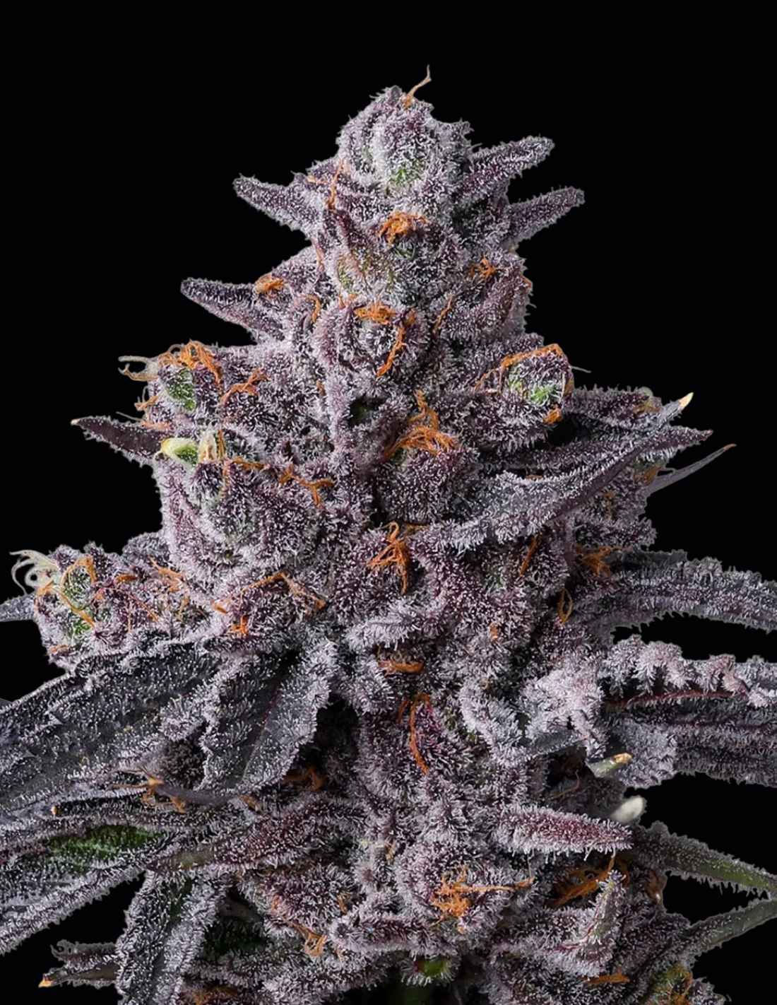 Zillions Feminized Seeds by Barney's Farm