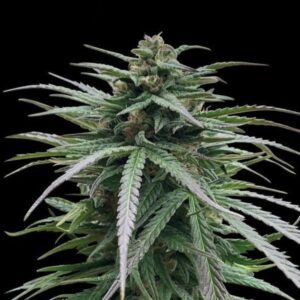 Zmakdaun Feminized Seeds by Seedstockers