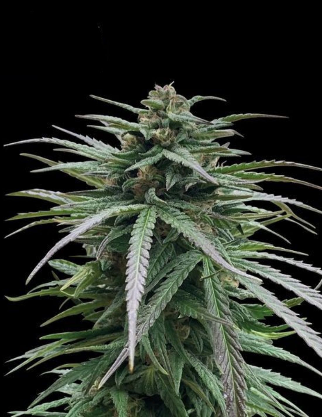 Zmakdaun Feminized Seeds by Seedstockers