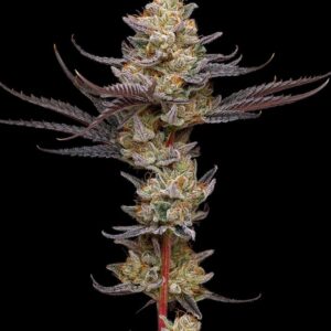 Black Cherry Gelato Triploid Seeds by Mavericks Genetics
