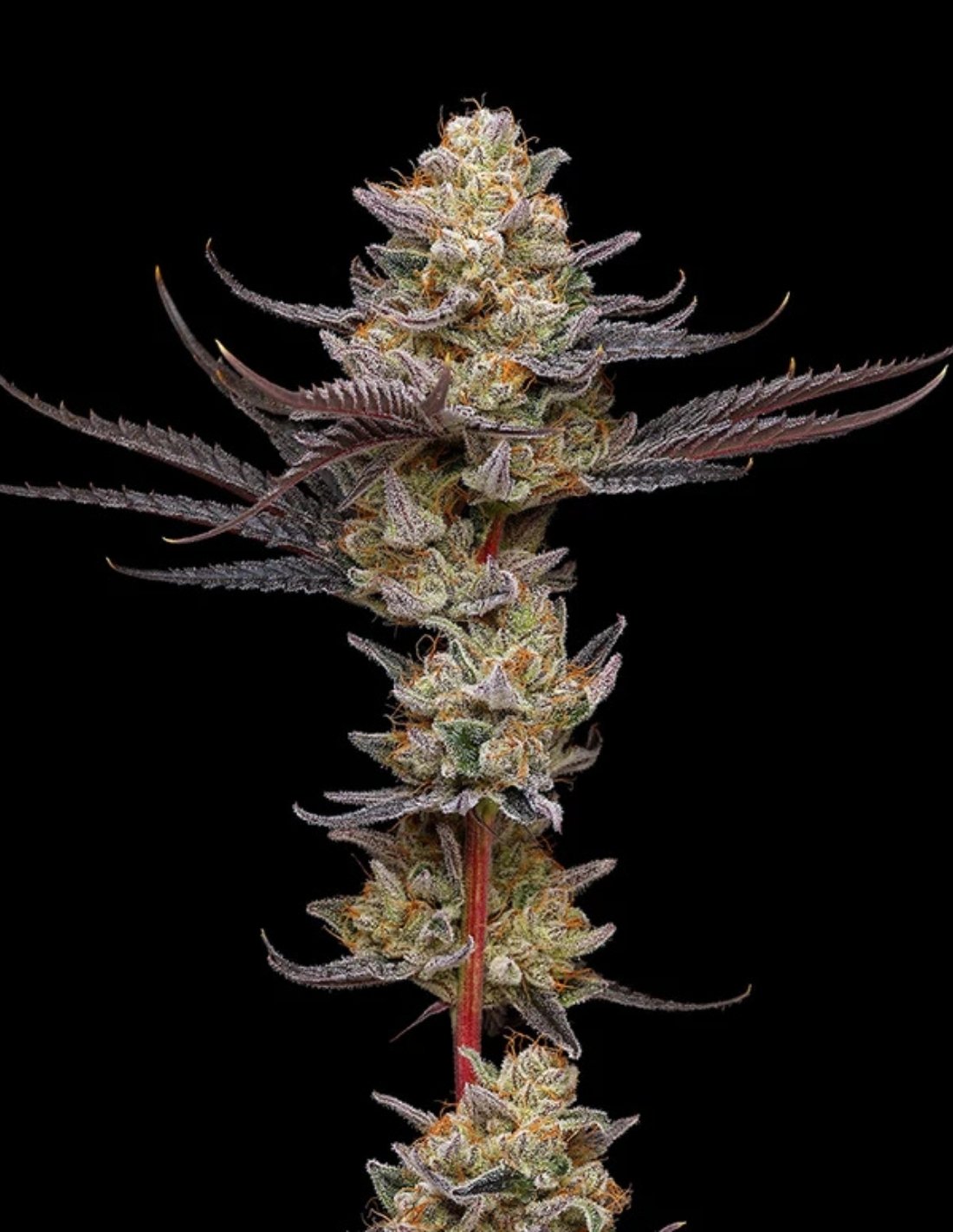 Black Cherry Gelato Triploid Seeds by Mavericks Genetics