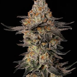 Cookies Gelato Auto Seeds by Mavericks Genetics