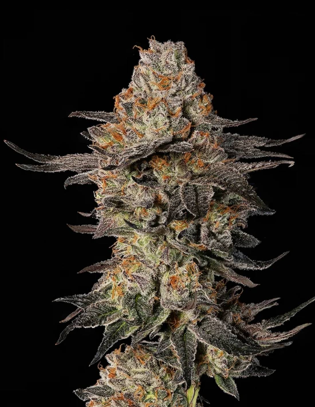 Cookies Gelato Auto Seeds by Mavericks Genetics