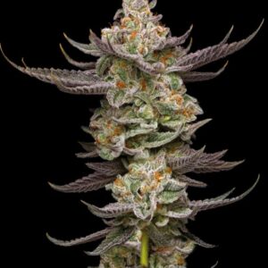 Gruntz Triploid Seeds by Mavericks Genetics