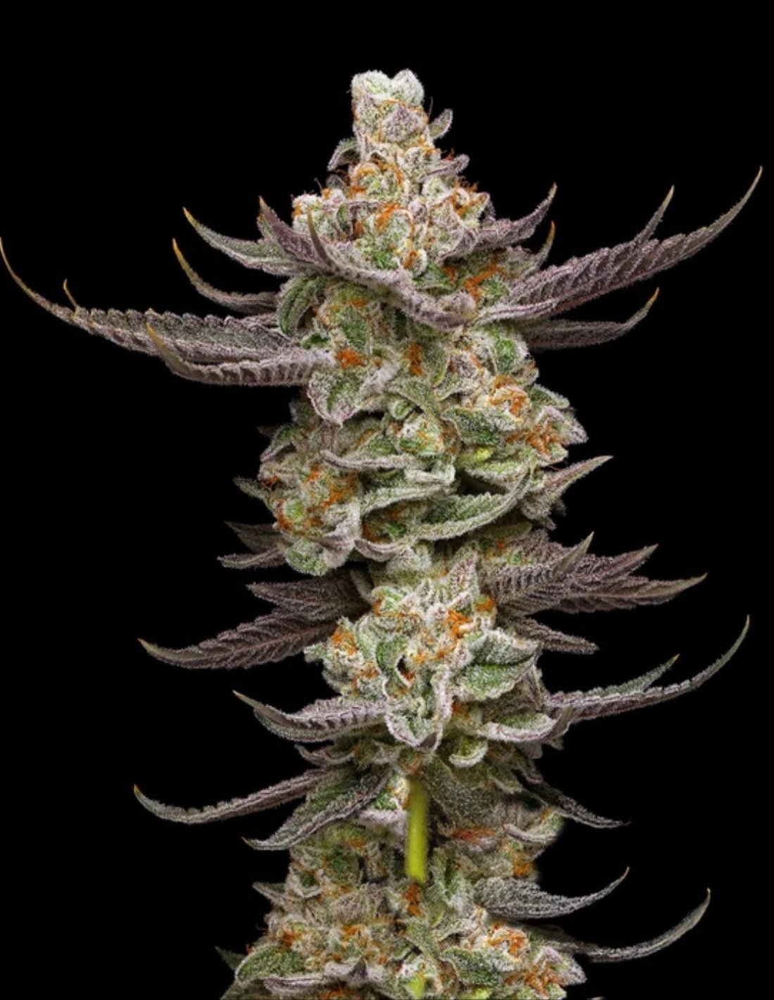 Gruntz Triploid Seeds by Mavericks Genetics