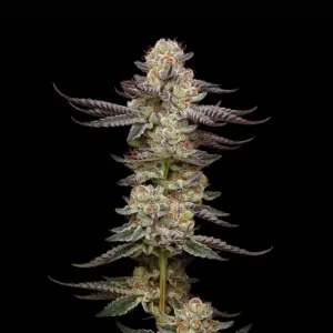 Jealousy Triploid Seeds by Mavericks Genetics