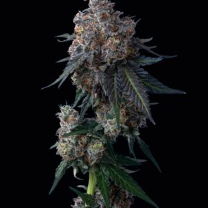 Apples n Bananas Feminized Seeds by Mavericks Genetics