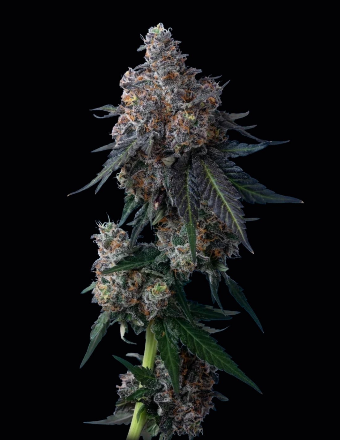 Apples n Bananas Feminized Seeds by Mavericks Genetics