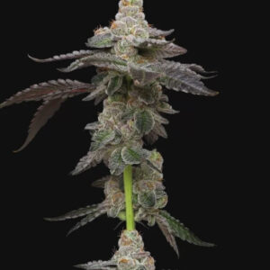 Biscotti Feminized Seeds by Mavericks Genetics