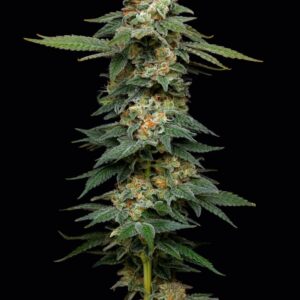 Black Magic Auto Seeds by Mavericks Genetics