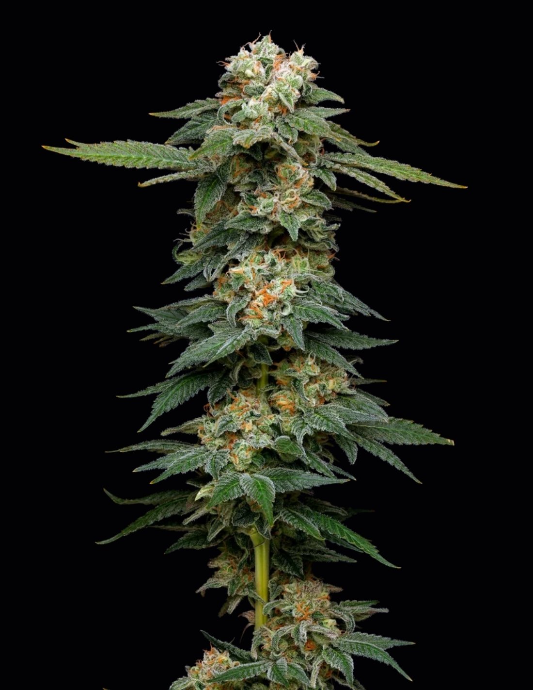 Black Magic Auto Seeds by Mavericks Genetics