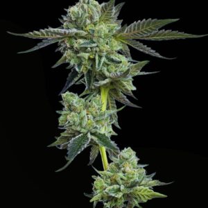 Blue Zushi Feminized Seeds by Mavericks Genetics