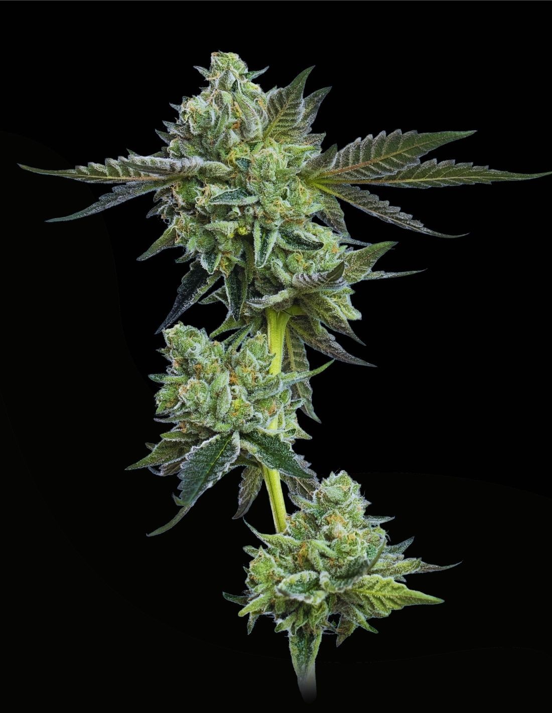 Blue Zushi Feminized Seeds by Mavericks Genetics