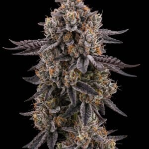 Bolo Runtz Feminized Seeds by Bulk Legacy