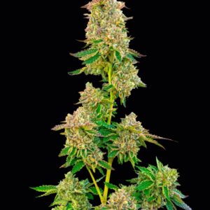 Boston Cream Pie Feminized Seeds by Mavericks Genetics