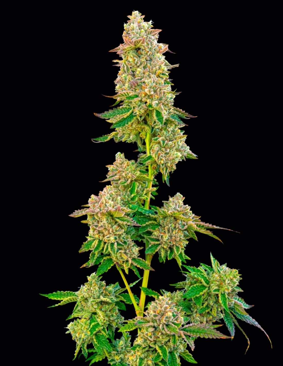 Boston Cream Pie Feminized Seeds by Mavericks Genetics