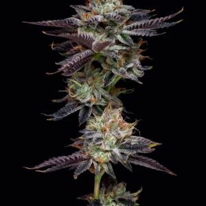 Candy Fumez Feminized Seeds by Mavericks Genetics