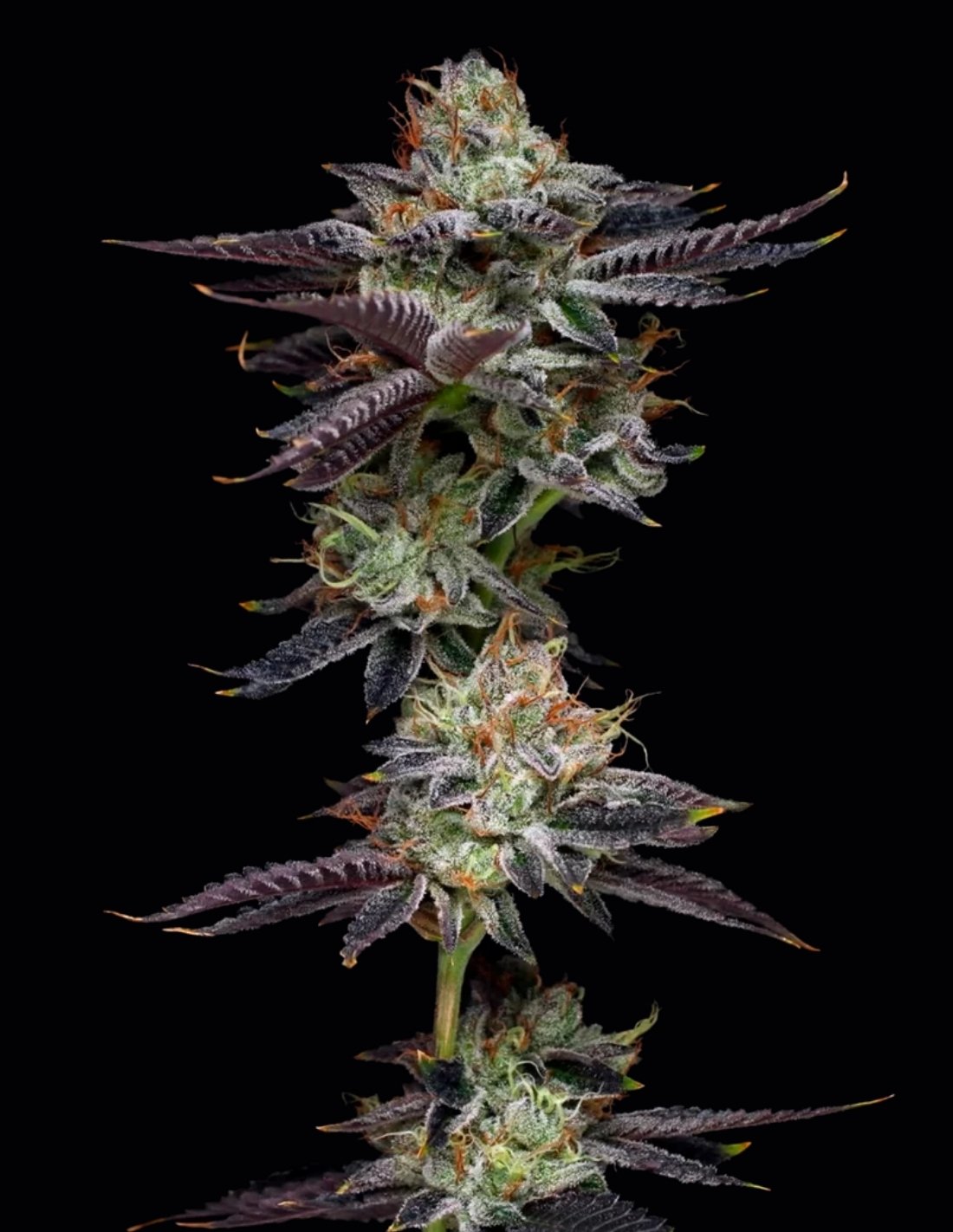 Candy Fumez Feminized Seeds by Mavericks Genetics
