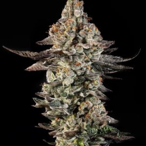 Citronella Sunrize Auto Seeds by Mavericks Genetics