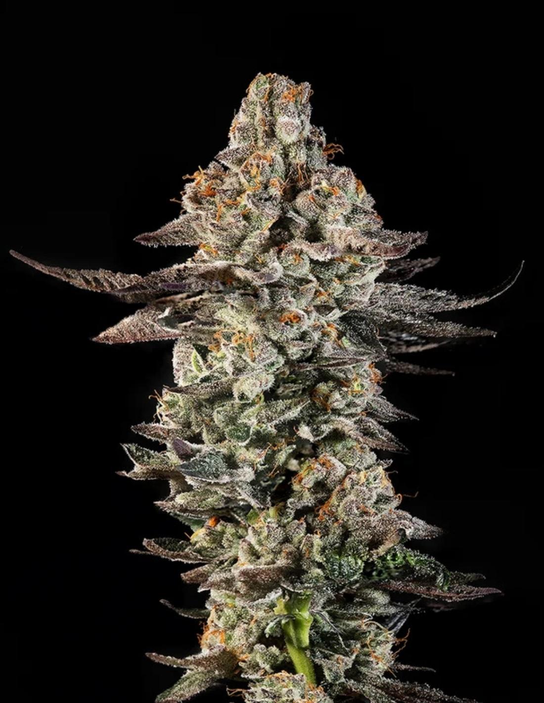 Citronella Sunrize Auto Seeds by Mavericks Genetics