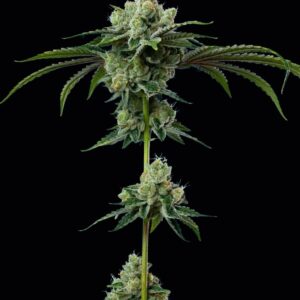 Do-Si-Dos Feminized Seeds by Mavericks Genetics