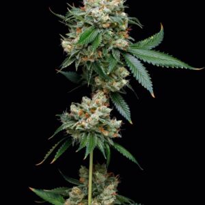 Donny Burger Feminized Seeds by Mavericks Genetics