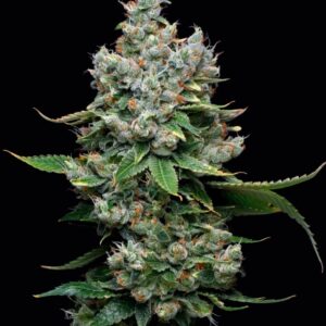 Funfetti Poundcake Feminized Seeds by Mavericks Genetics