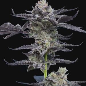 Gary Payton Feminized Seeds by Mavericks Genetics