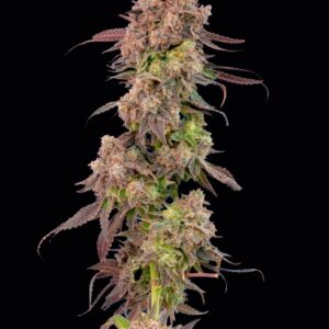 Gas Face Auto Seeds by Mavericks Genetics